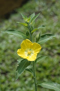 Live Peruvian Primrose-Willow Cuttings – Flowering Ludwigia Species for Pollinators, Easy Garden Starter Plants