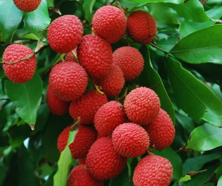 4 Lychee Tree Cuttings | Unrooted 5-6" Kaimana Litchi chinensis Grafting Propagation