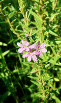 1000 Lythrum alatum Seeds | Winged Loosestrife | Native Perennial Wetland Plant | Pollinator-Friendly