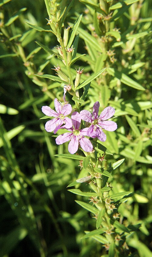 1000 Lythrum alatum Seeds | Winged Loosestrife | Native Perennial Wetland Plant | Pollinator-Friendly
