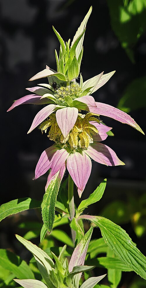 Monarda punctata Seeds – Spotted Bee Balm Native Wildflower | 100 Seeds