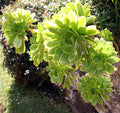 Aeonium Arboreum Irish Rose Succulent Cuttings – 2 Unrooted Stems for Indoor Outdoor Propagation, Rare Drought-Tolerant Plant