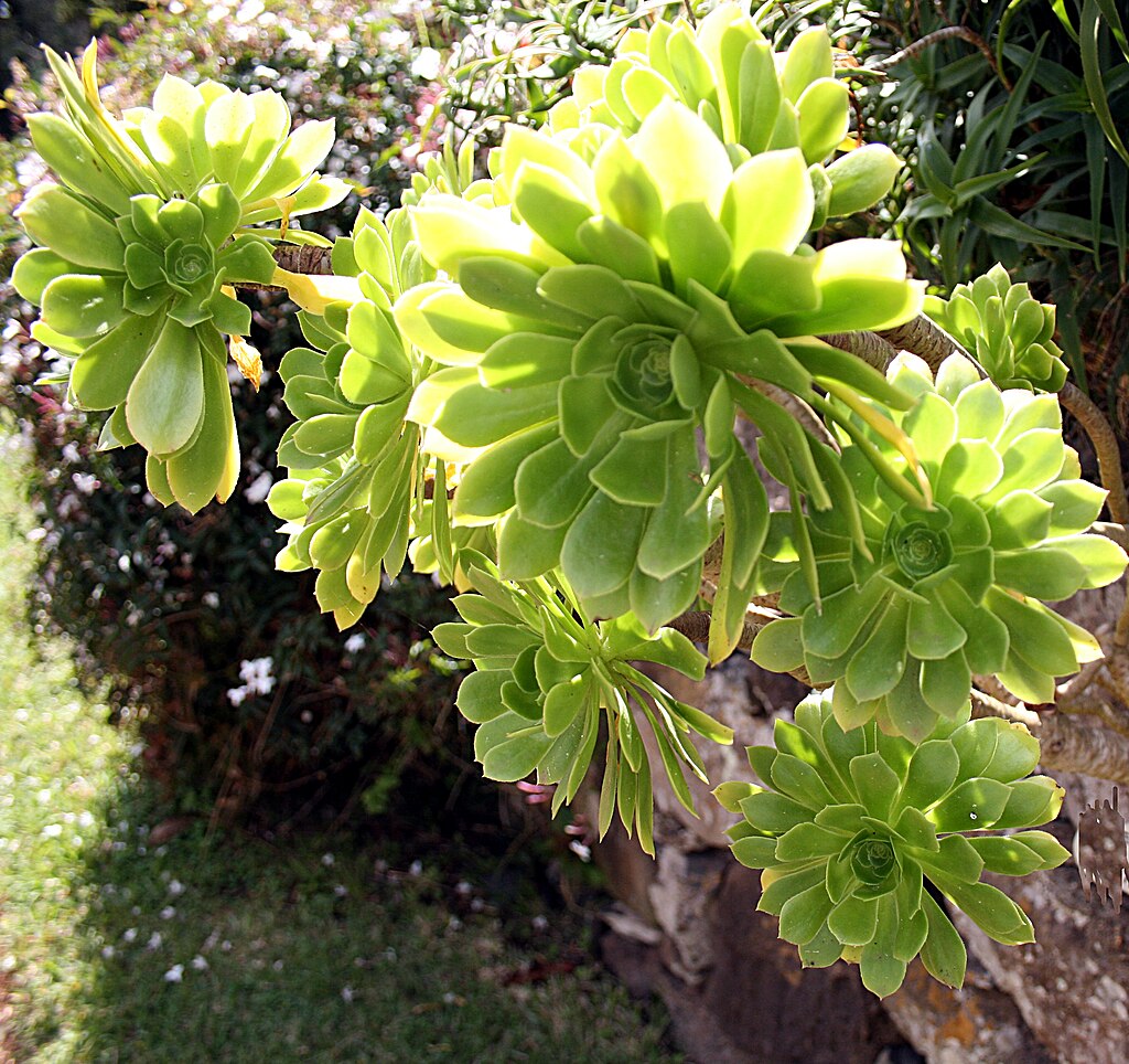 Aeonium Arboreum Irish Rose Succulent Cuttings – 2 Unrooted Stems for Indoor Outdoor Propagation, Rare Drought-Tolerant Plant