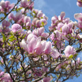 10 Pink Saucer Magnolia Cuttings – Unrooted Propagation Wood, Magnolia × soulangeana, Fragrant Spring Blooms, Garden Tree Starts