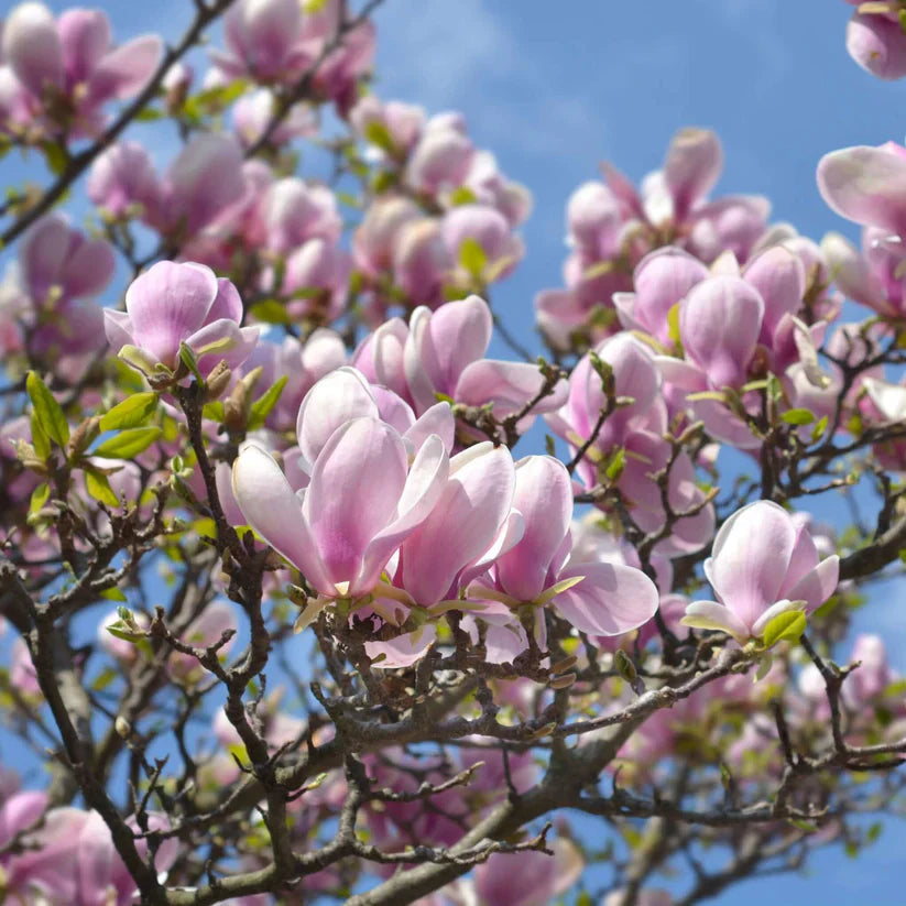 10 Pink Saucer Magnolia Cuttings – Unrooted Propagation Wood, Magnolia × soulangeana, Fragrant Spring Blooms, Garden Tree Starts
