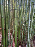 Madake Bamboo Rhizomes – Phyllostachys bambusoides, Fast-Growing Timber Bamboo, Cold Hardy, Bare Root Starter for Landscaping