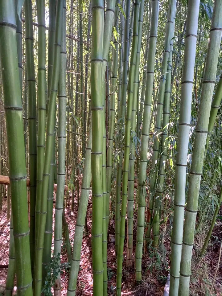 Madake Bamboo Rhizomes – Phyllostachys bambusoides, Fast-Growing Timber Bamboo, Cold Hardy, Bare Root Starter for Landscaping