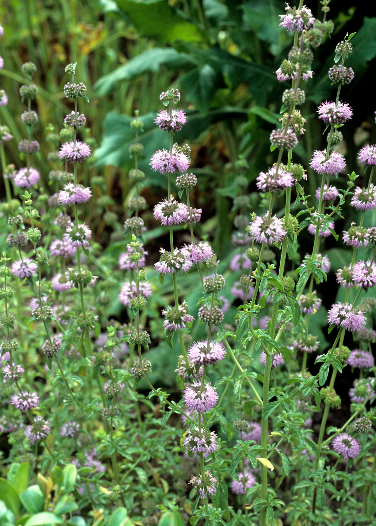 Pennyroyal (Mentha pulegium)