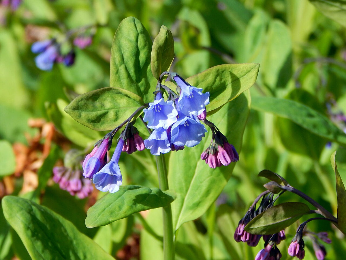 Mertensia virginica Seeds – Virginia Bluebells Wildflower, 30 Non-GMO Perennial Seeds for Shade Gardens