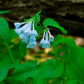 Virginia Bluebells Bulbs 10 Bare-Root Wildflower Native Shade Perennial Mertensia virginica