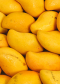 Mango 'Miracle' aka 'Choc-anon' (Mangifera indica)