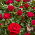 Super Rare Mister Lincoln Rose Cuttings – 3 Unrooted Rosa hybrida for Propagation