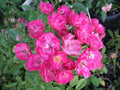 Pink Madame Norbert Levavasseur Rose Cuttings – Unrooted Floribunda with Pink Clusters, Heirloom Cultivar, Grafting & Propagation