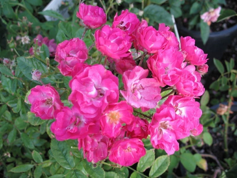 Pink Madame Norbert Levavasseur Rose Cuttings – Unrooted Floribunda with Pink Clusters, Heirloom Cultivar, Grafting & Propagation