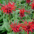Live Jacob Cline Bee Balm Plant - Monarda didyma Red Perennial in 1 Pint Pot, Attracts Hummingbirds & Pollinators