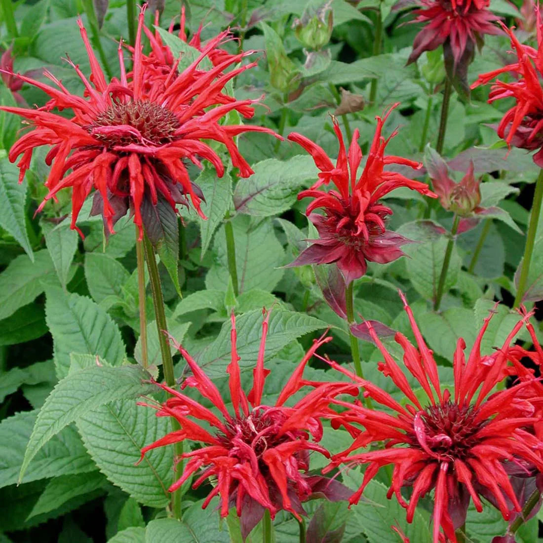 Live Jacob Cline Bee Balm Plant - Monarda didyma Red Perennial in 1 Pint Pot, Attracts Hummingbirds & Pollinators
