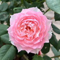 Super Rare Monique Darve Rose Cuttings – Pink Hybrid Rose for Rooting & Grafting, Unrooted, Rosa ‘Monique Darve’