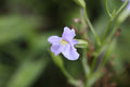 5000 Mimulus ringens Seeds | Native Monkey Flower for Wetlands & Pollinators