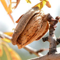 Monterey Almond Cutting – 6–8 Inch Unrooted Propagation, Prunus dulcis, High-Yield Sweet Kernel, Grafting & Orchard Planting