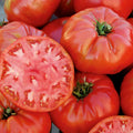 Mortgage Lifter Tomato Live Plants – Heirloom Pink Slicer, 6–10 Inches, Solanum lycopersicum
