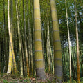 2 Spring SA / Mosso Bamboo Bare Root (Phyllostachys edulis) – Giant Timber Bamboo, Fast Growing, Cold Hardy