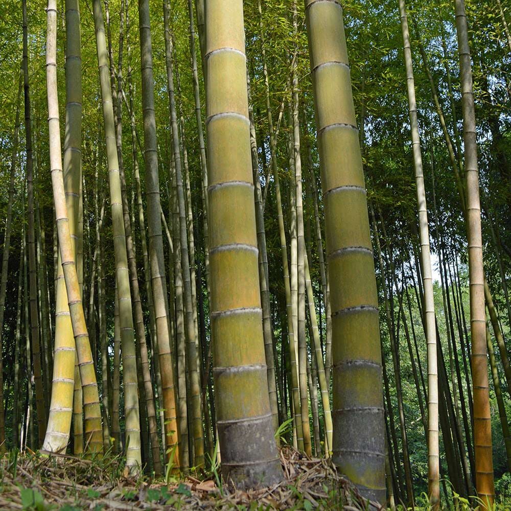 2 Spring SA / Mosso Bamboo Bare Root (Phyllostachys edulis) – Giant Timber Bamboo, Fast Growing, Cold Hardy