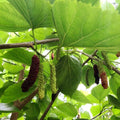 Pakistan Mulberry Tree Cutting – 6–8 Inch Unrooted Morus alba ‘Pakistan’ for Rooting, Grafting, Fruit Propagation