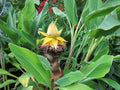 Chinese Dwarf Banana Live Plant – Golden Lotus Musella lasiocarpa – Ornamental Cold Hardy Tropical Foliage