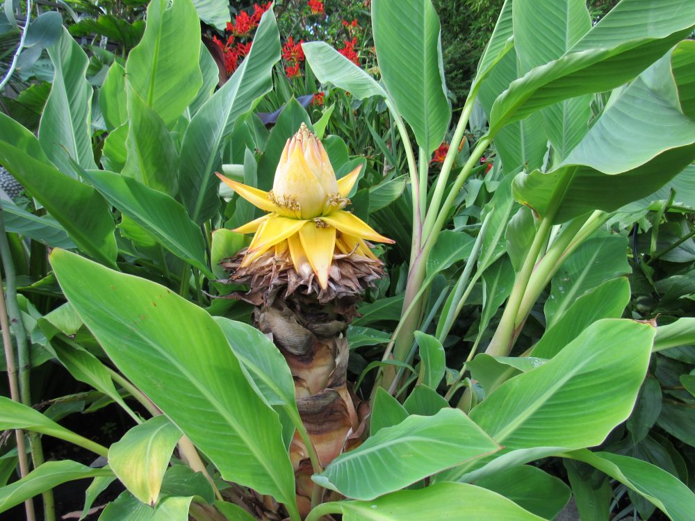 Chinese Dwarf Banana Live Plant – Golden Lotus Musella lasiocarpa – Ornamental Cold Hardy Tropical Foliage