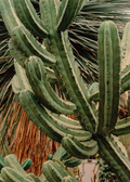 Blueberry Cactus (Myrtillocactus geometrizans)