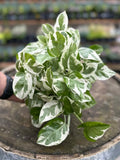 3 N’Joy Pothos Cuttings – Variegated Epipremnum aureum Unrooted Indoor Houseplant