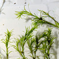 Live Guppy Grass Aquarium Plant Najas Guadalupensis for Nano Tanks, Shrimp & Fry Habitat