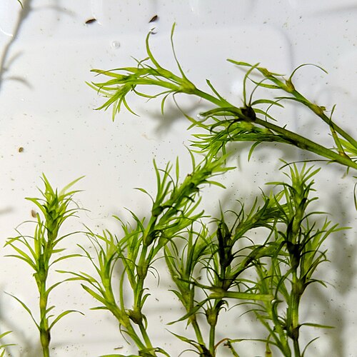 Live Guppy Grass Aquarium Plant Najas Guadalupensis for Nano Tanks, Shrimp & Fry Habitat