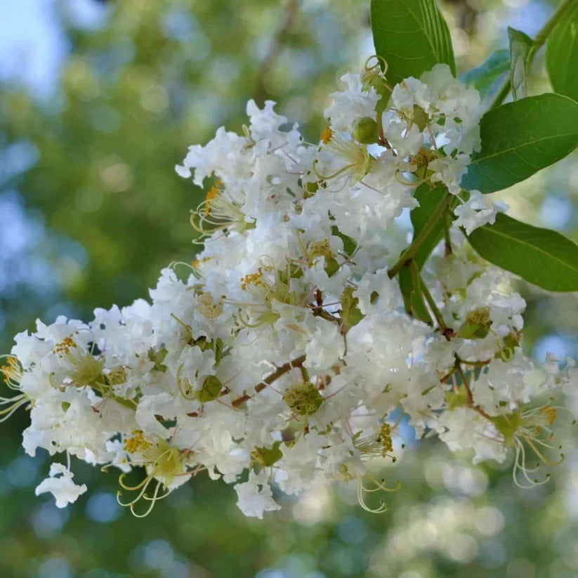 Rare Crape Myrtle ‘Natchez’ Cuttings | Lagerstroemia indica × fauriei | White Blooms | Rooting & Grafting
