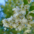 White Crape Myrtle Cuttings – Organic Unrooted Starts Lagerstroemia indica, Rare White Flowering Tree, Garden Propagation
