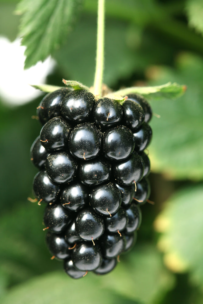 Navaho Thornless Blackberry Live Plant | Pesticide-Free, Non-GMO | Sweet Juicy Berries | Compact, Thornless Canes | USDA Zones 6-9