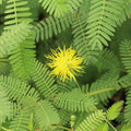 Live Water Mimosa Bareroot Plant – Tropical Aquatic Floating & Marginal Neptunia oleracea for Water Gardens