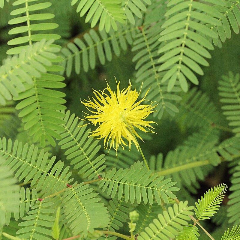 Live Water Mimosa Bareroot Plant – Tropical Aquatic Floating & Marginal Neptunia oleracea for Water Gardens