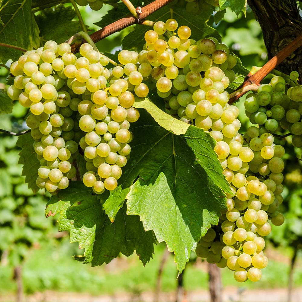 Niagara Grapevine Cuttings 6-8" Unrooted Vitis labrusca White Grape Propagation Live Plant