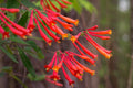 Lonicera sempervirens ‘Honey Coral’ Native Coral Honeysuckle Vine | 1 Live Starter Plant | Hummingbird Magnet | Non-Invasive Climber