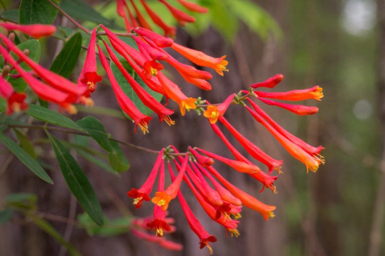 Lonicera sempervirens ‘Honey Coral’ Native Coral Honeysuckle Vine | 1 Live Starter Plant | Hummingbird Magnet | Non-Invasive Climber