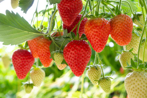 Ozark Beauty Strawberry Plants – 25 Bare Root Everbearing, Sweet Juicy Berries, Cold-Hardy, High-Yield Garden Fruit, Fragaria × ananassa