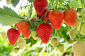 Ozark Beauty Strawberry Plants – 10 Bare Root Everbearing, Sweet Juicy Berries, Cold-Hardy, High-Yield Garden Fruit, Scientific Name: Fragaria × ananassa