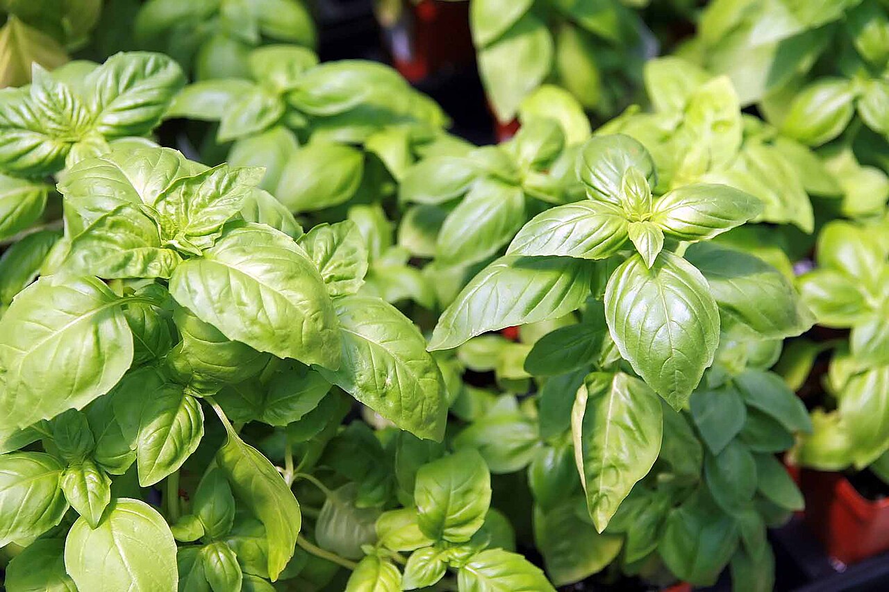 Live Vietnamese White Basil Plants – 'Húng Trắng' 6–8 Inches, Aromatic Culinary Herb, Rare Ocimum basilicum Variety