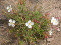 Oenothera pallida Seeds – Pale Evening Primrose Wildflower, Non-GMO, Easy-to-Grow Native Pollinator Plant for Gardens & Meadows