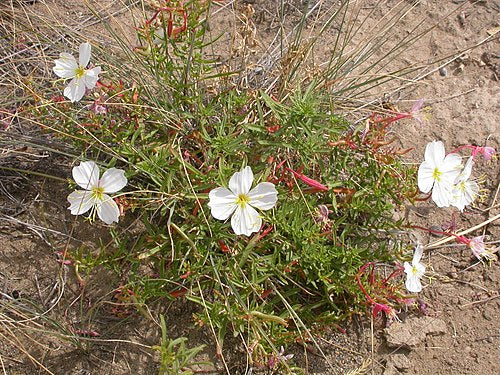 Oenothera pallida Seeds – Pale Evening Primrose Wildflower, Non-GMO, Easy-to-Grow Native Pollinator Plant for Gardens & Meadows