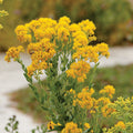 Oligoneuron rigidum Seeds | Stiff Goldenrod Native Perennial Wildflower for Bees & Pollinators