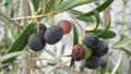 Unrooted Olive Tree Cuttings – Greek Olea europaea for Rooting, Grafting, Edible Fruit, Mediterranean Hardy Plant