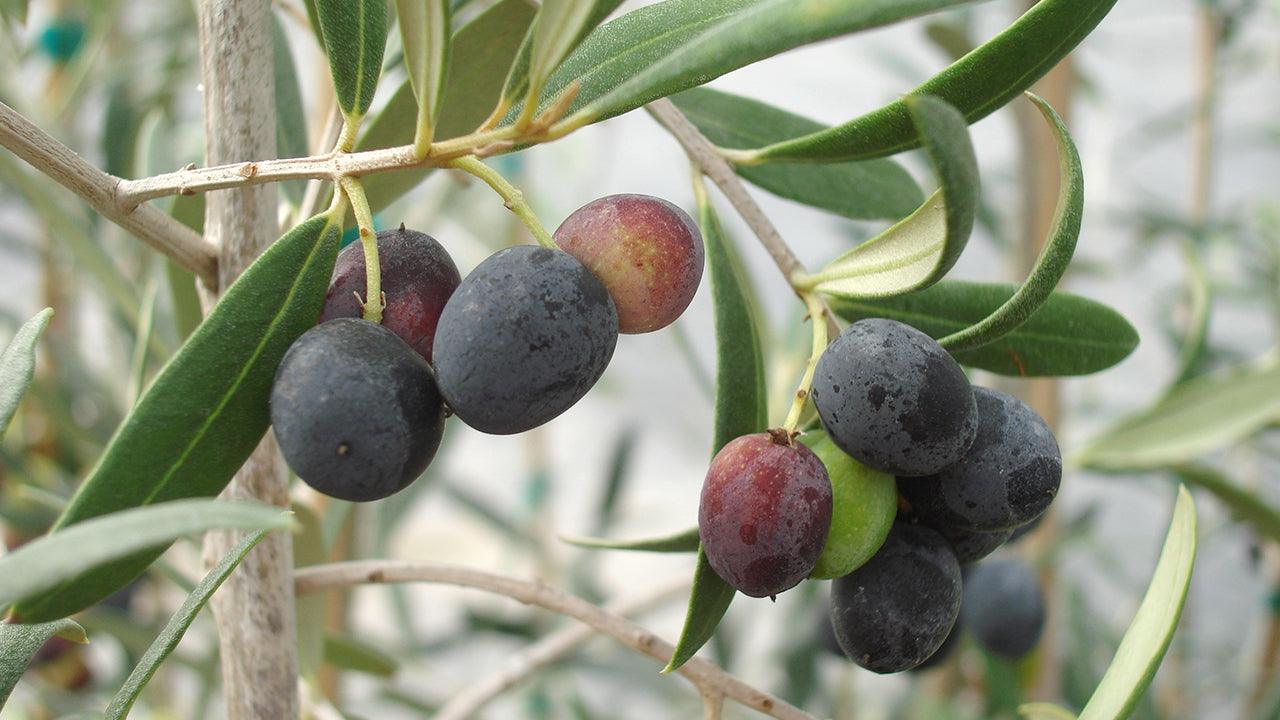 Unrooted Olive Tree Cuttings – Greek Olea europaea for Rooting, Grafting, Edible Fruit, Mediterranean Hardy Plant