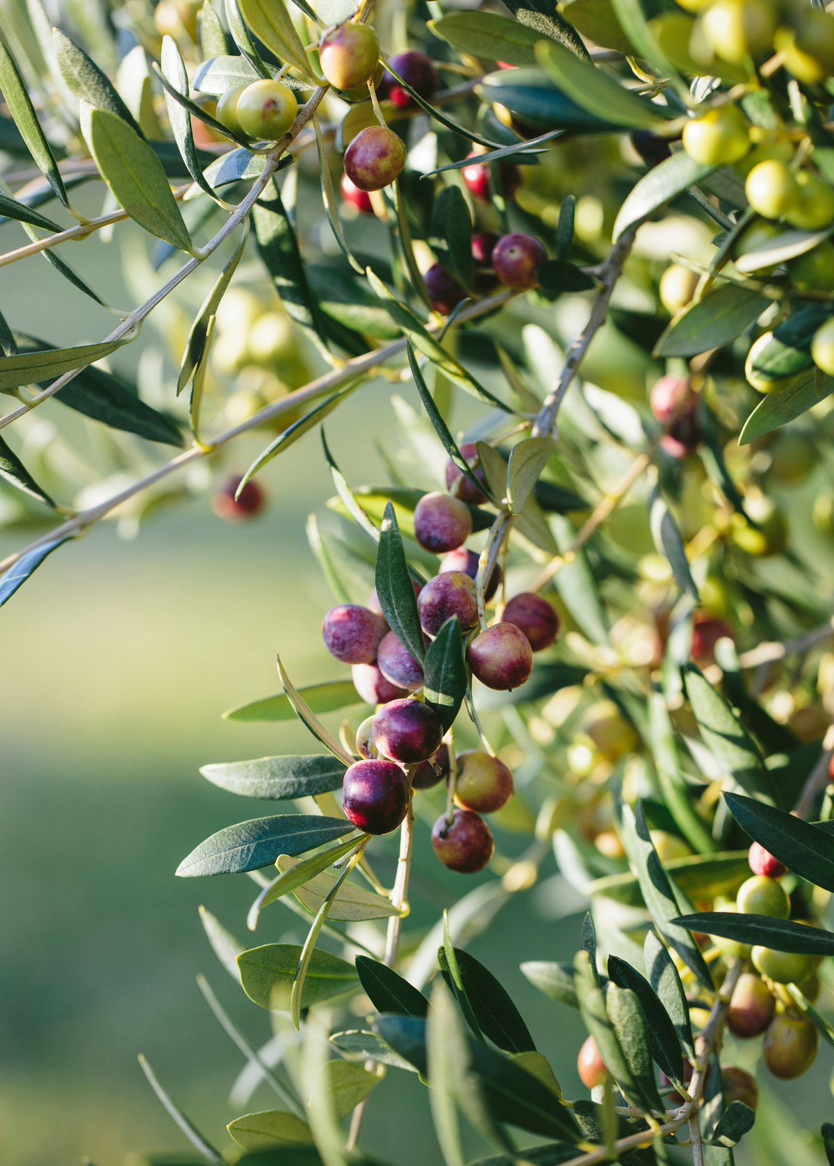 Olive 'Arbequina' (Olea europea)